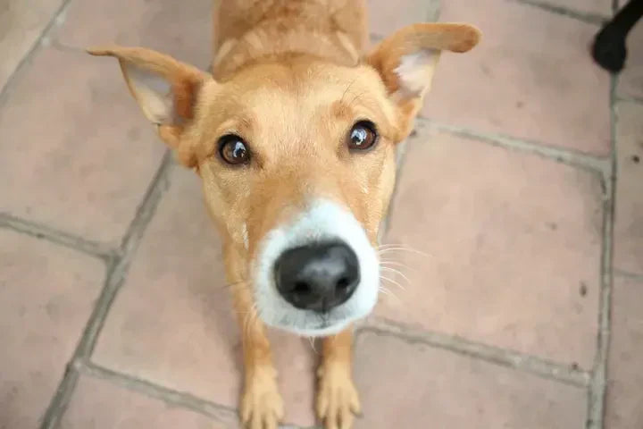 How Often Should You Clean Your Dog's Teeth?